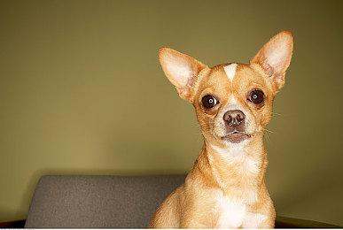 《女神异闻录5：战略版》新预告片展示战略战斗